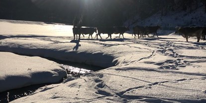 Hotels an der Piste - Ski-In Ski-Out - Tirol - Auch unsere Kühe genießen die Wintersonne! - Valrunzhof direkt am Seilbahncenter 