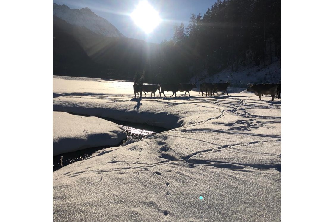 Skihotel: Auch unsere Kühe genießen die Wintersonne! - Valrunzhof direkt am Seilbahncenter 