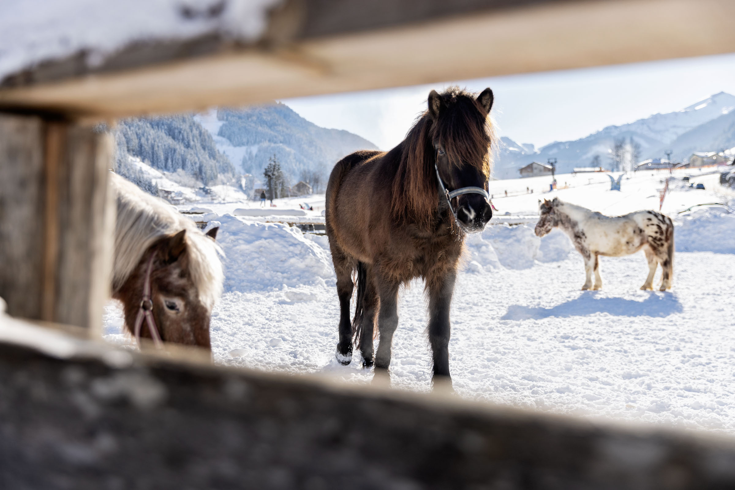 Skihotel: Feriendorf Holzleb'n
