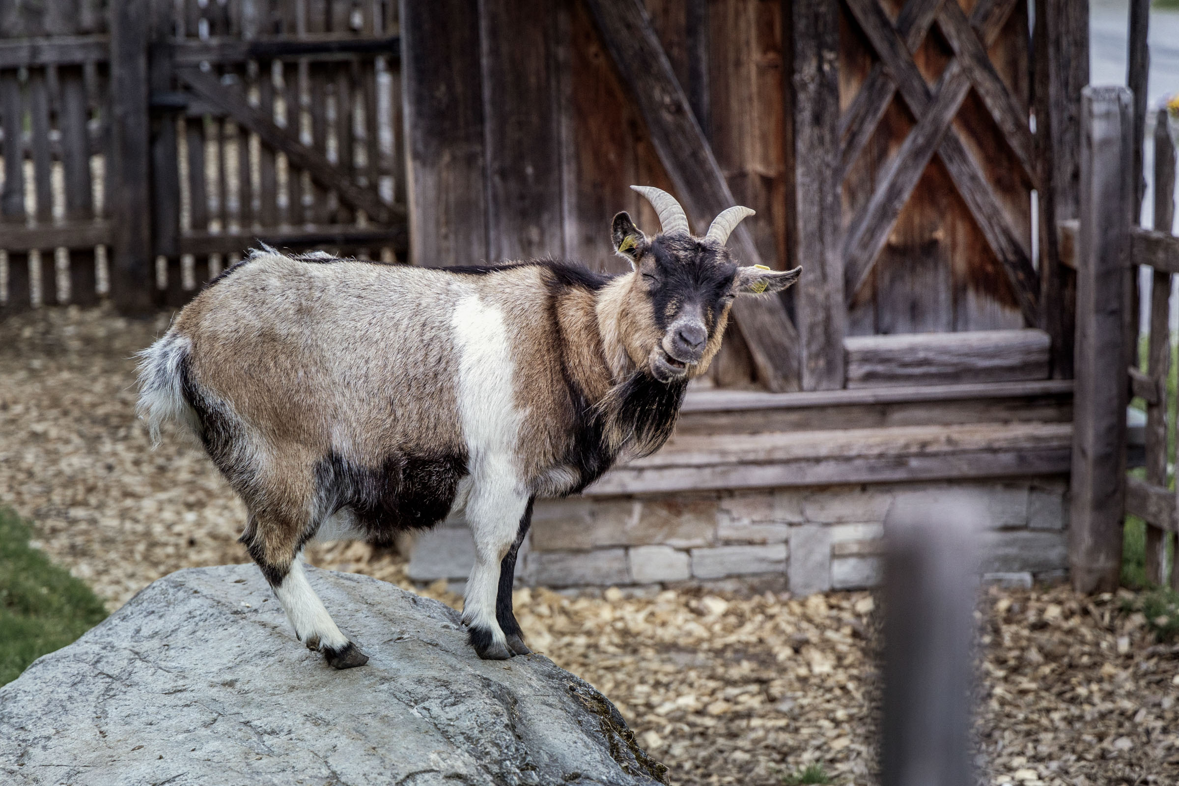 Skihotel: Feriendorf Holzleb'n
