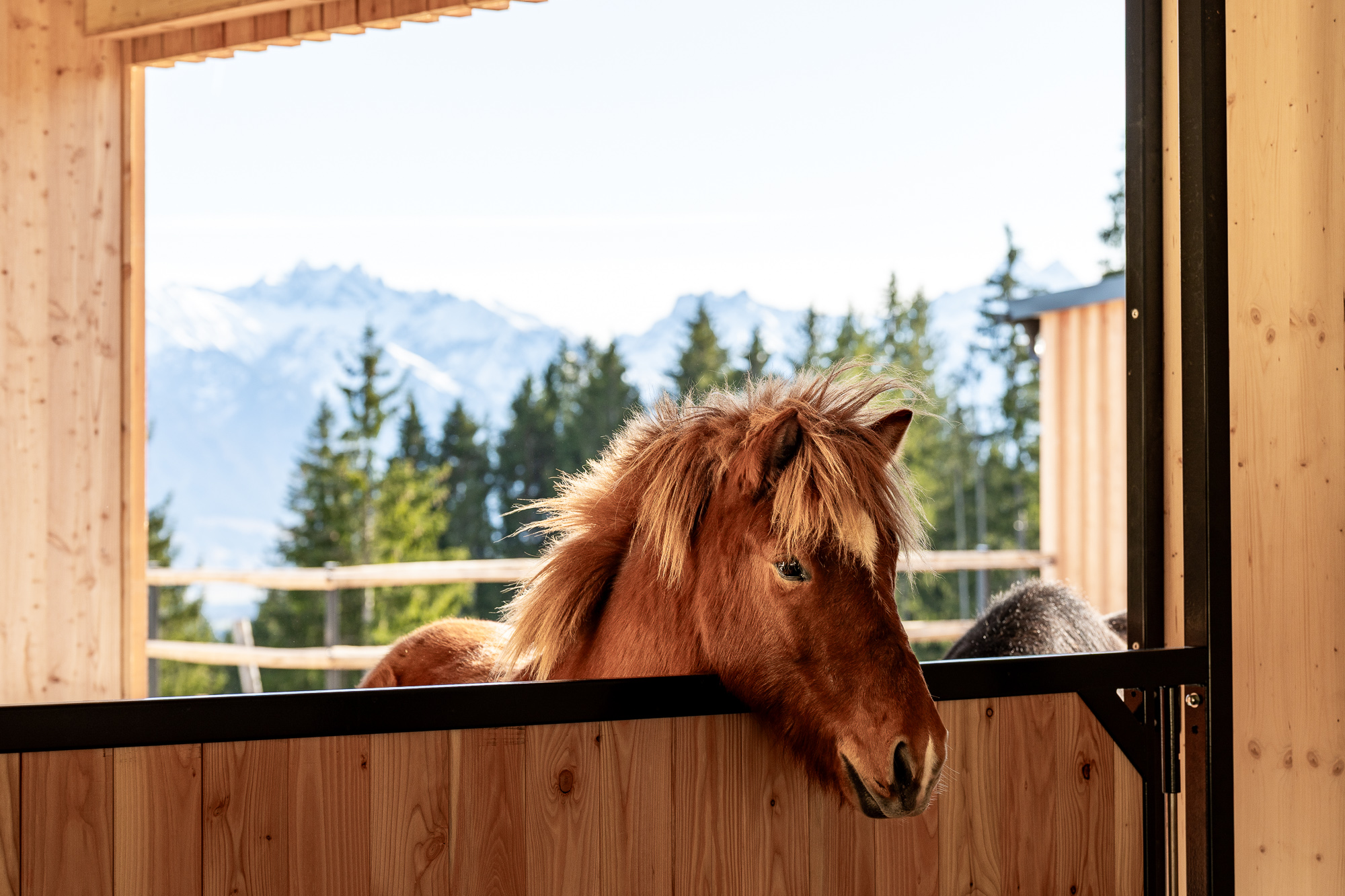 Skihotel: Pferdestall im ErlebnisHof - Familotel Allgäuer Berghof