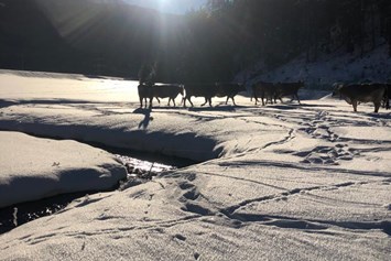 Skihotel: Auch unsere Kühe genießen die Wintersonne! - Valrunzhof direkt am Seilbahncenter 
