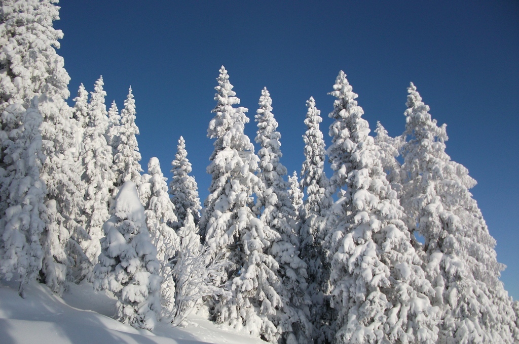 Skihotel: Apparthotel Bliem