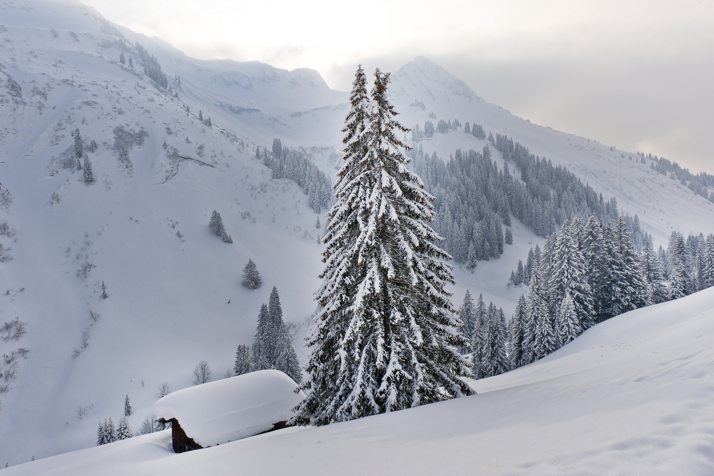 Skihotel: Winterwandern in Damüls im Hotel-Garni Alpina
Bregenzerwald - Hotel Garni Alpina