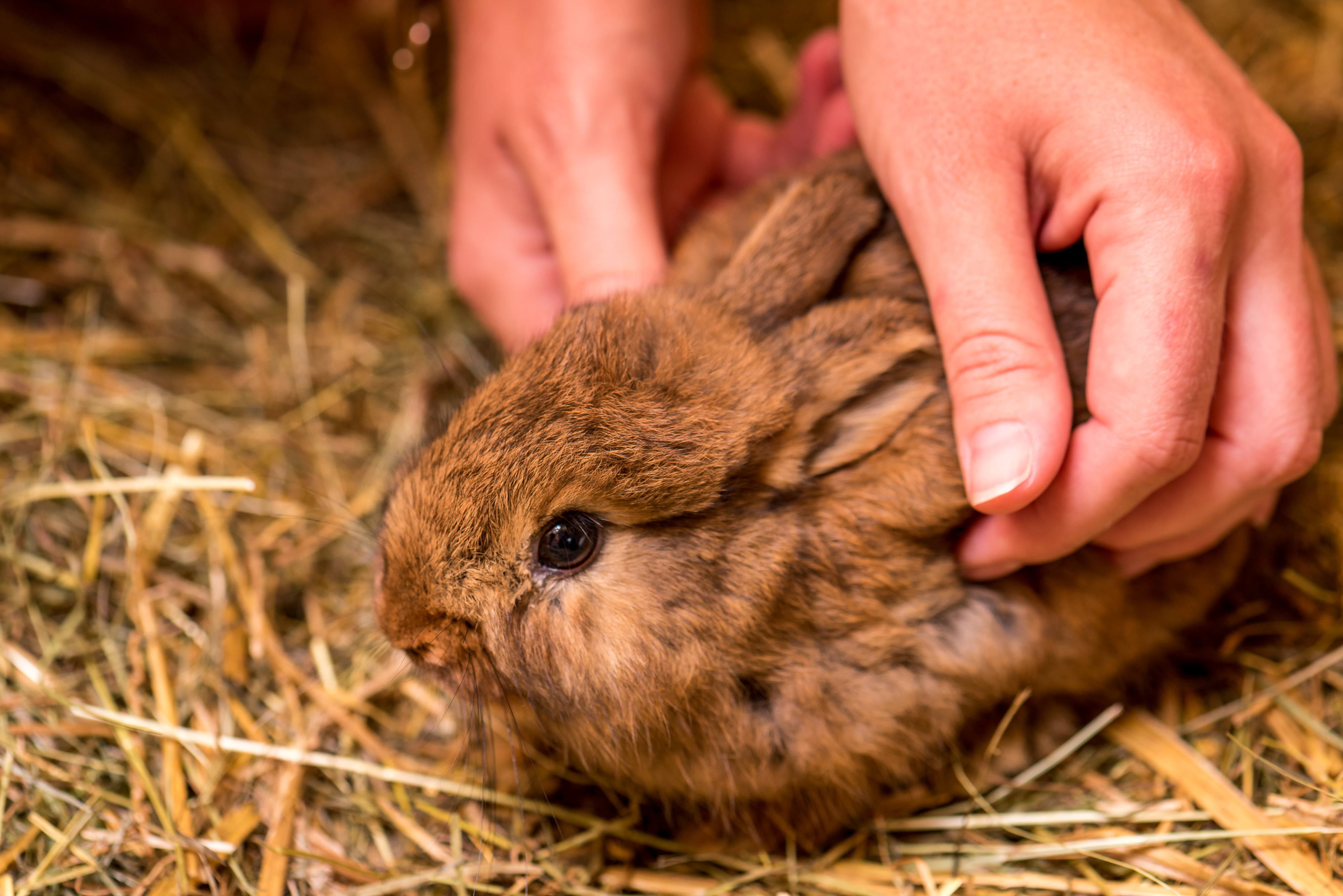 Skihotel: Bio-Bauernhof - Naturresort PURADIES - Haus | Umgebung